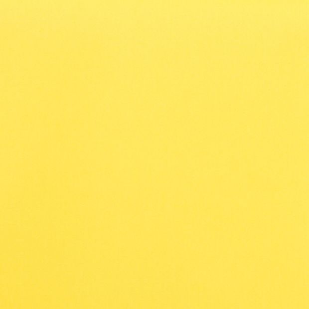 bright yellow colour of acacia canary