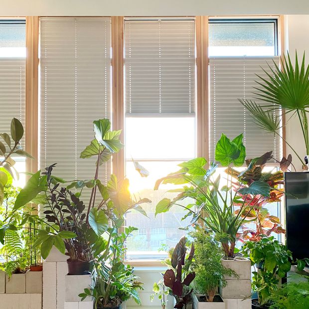 Sasso Ice pleated blinds with greenery surrounding window