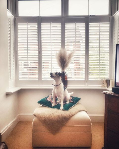 Craftwood Pure White Shutters in bay window with dog on cream pouffe