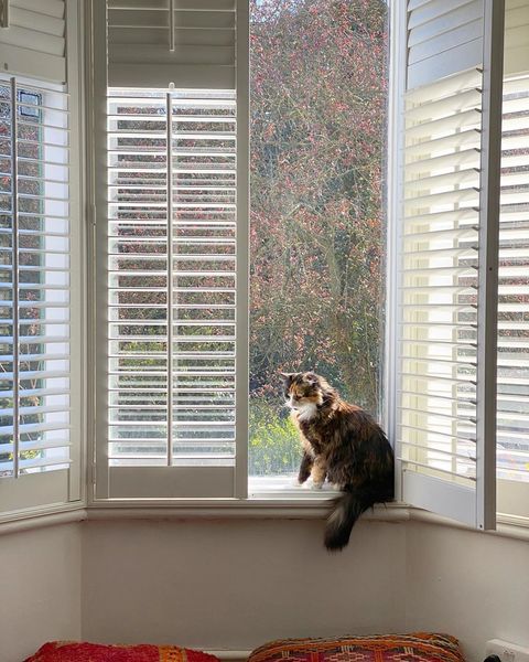cat on windowsill with white shutters