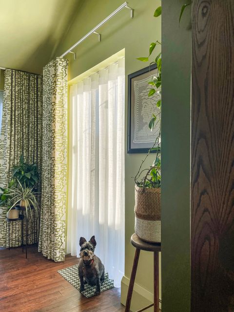 A-dog-sitting-on-a-wooden-floor-in-a-room-with-Kiwi-curtain-in-the-dining-room